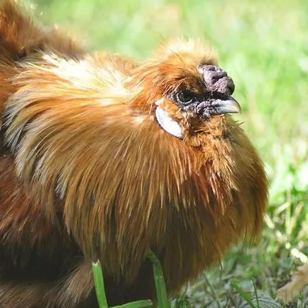 Relais Du Logis Bed & Breakfast 3*