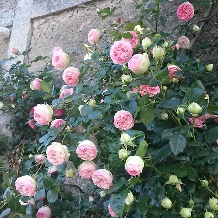 Bed & Breakfast Relais Du Logis *