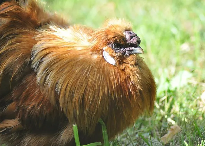 Relais Du Logis B&B 3*