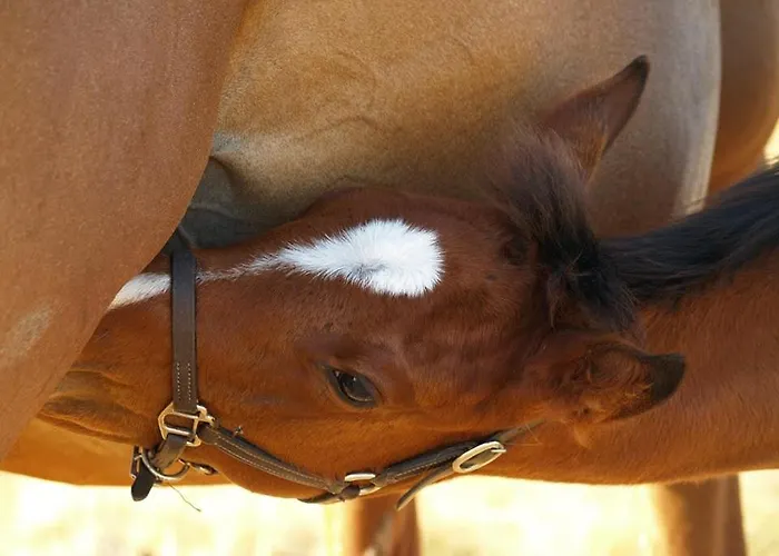 B&B Relais Du Logis 3*